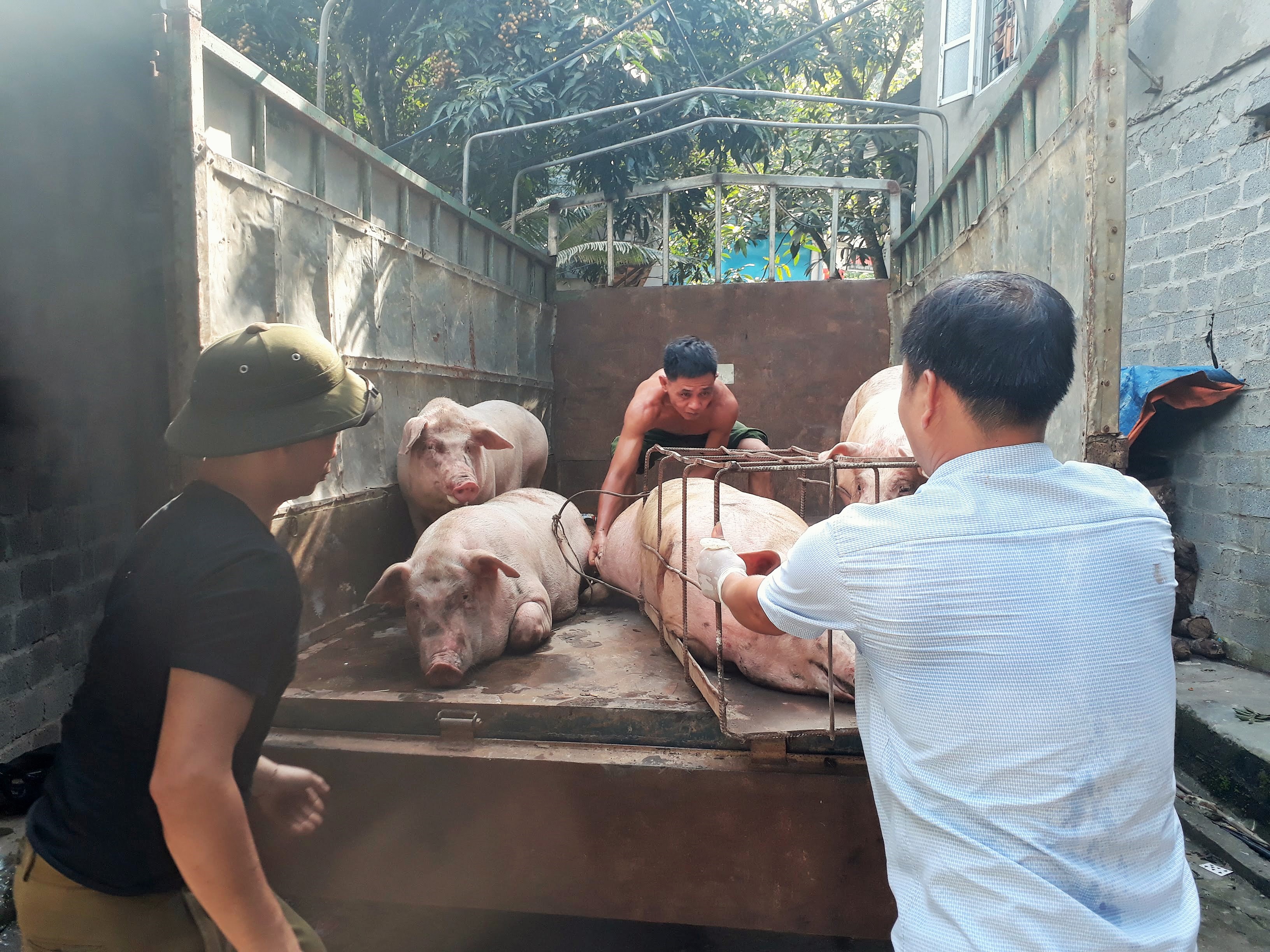 Thị trấn Yên Phú tổ chức tiêu hủy Lợn đưa vào địa bàn không có kiểm dịch, không rõ nguồn gốc.